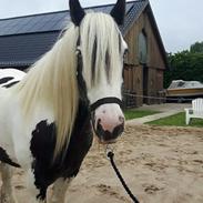 Irish Cob Ravel of romany vanner