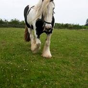 Irish Cob Ravel of romany vanner