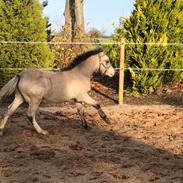 Welsh Mountain (sec A) Cashella's Nimbus