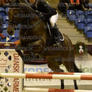 Dansk Varmblod Solantino