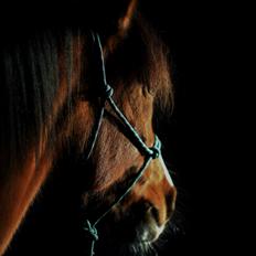 Anden særlig race Princess // P // My one and only