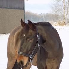 Anden særlig race Hektor