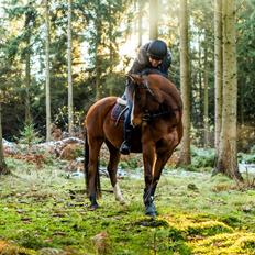 Anden særlig race Princess // P // My one and only