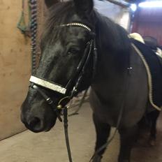 Anden særlig race Lukas - solgt