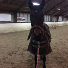 Anden særlig race Nanna Zickora