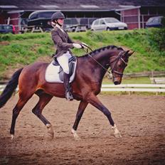 Dansk Varmblod Demi af Hedensminde