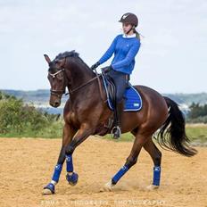 Dansk Varmblod Demi af Hedensminde