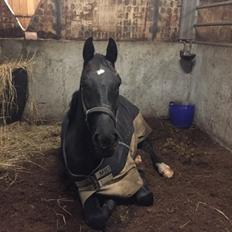 Oldenborg Gaardens Manfred (tidl. hest) 