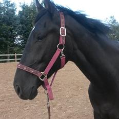 Oldenborg Gaardens Manfred (tidl. hest) 