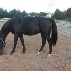 Oldenborg Gaardens Manfred (tidl. hest) 