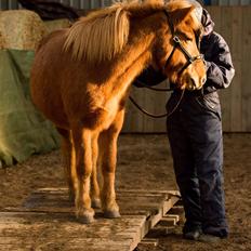 Islænder Röskva fra Dejbjerg