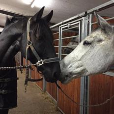 Oldenborg Sandokan Star