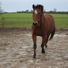 Anden særlig race Bacardi (The Lady <3)