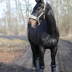 Dansk Varmblod Drisdal's Flying Thyson