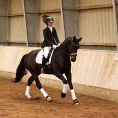 Dansk Varmblod Drisdal's Flying Thyson