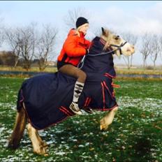 Irish Cob Sally *Guldpony*