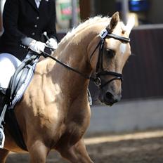 Palomino Hedegaards California Blue