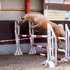 Palomino Hedegaards California Blue