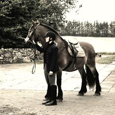 Nordsvensk Skovhest Balder (Cuauhtémoc Achak Canowicakte)