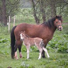 Welsh Mountain (sec A) Bjergaards just smile  SOLGT