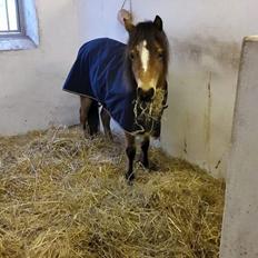 Welsh Mountain (sec A) Bjergaards just smile  SOLGT