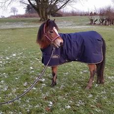 Welsh Mountain (sec A) Bjergaards just smile  SOLGT