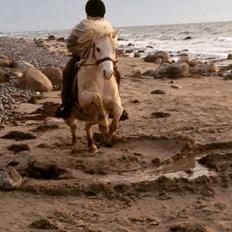 Welsh Mountain (sec A) Snoobi