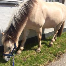 Fjordhest Hannibal *SOLGT*