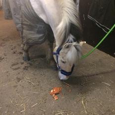 Fjordhest Hannibal *SOLGT*