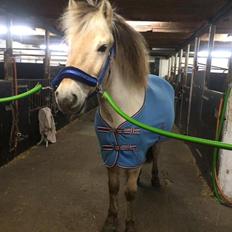 Fjordhest Hannibal *SOLGT*