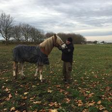 Haflinger Willy Kippinge Solgt