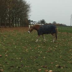 Haflinger Willy Kippinge Solgt