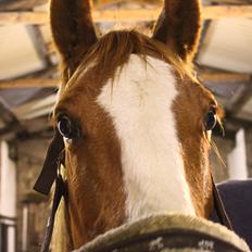 Anden særlig race Salshøjs Malou