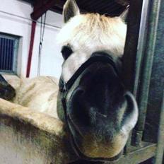 Fjordhest V. Linderup piccaso