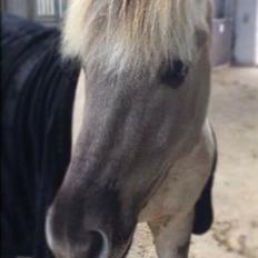 Fjordhest V. Linderup piccaso