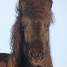 Islænder Dimma fra Trekanten