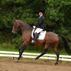 Dansk Varmblod Don Spirit