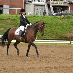 Dansk Varmblod Don Spirit