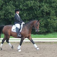 Dansk Varmblod Don Spirit