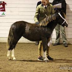 Welsh Mountain (sec A) Sofiendals Baronesse Athena