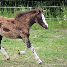 Welsh Mountain (sec A) Sofiendals Baronesse Athena