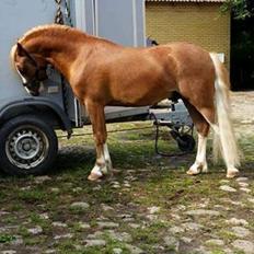 Welsh Mountain (sec A) Glebedale mario