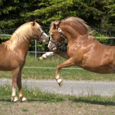 Welsh Mountain (sec A) Glebedale mario
