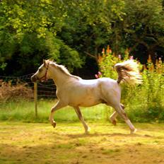Welsh Mountain (sec A) Tollgate Charlie-Farley