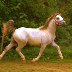 Welsh Mountain (sec A) Tollgate Charlie-Farley
