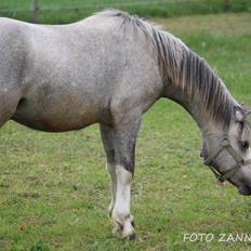 Welsh Mountain (sec A) Tollgate Charlie-Farley
