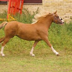 Welsh Mountain (sec A) Rø's dizzy mizz lizzy