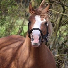 Welsh Mountain (sec A) Rø's dizzy mizz lizzy