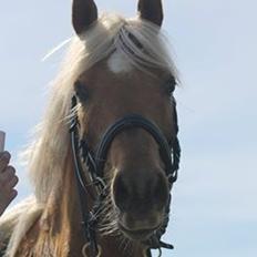 Palomino Rosendahls Golden Mihalie