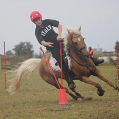 Palomino Rosendahls Golden Mihalie